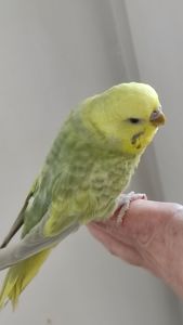 Радужный волнистый попугай