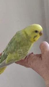 Радужный волнистый попугай