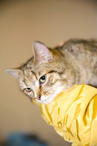 кошеня Сімочка