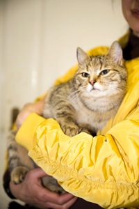 кошеня Сімочка