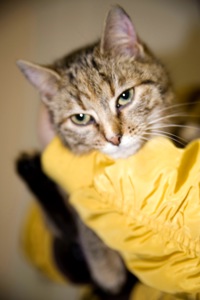 кошеня Сімочка