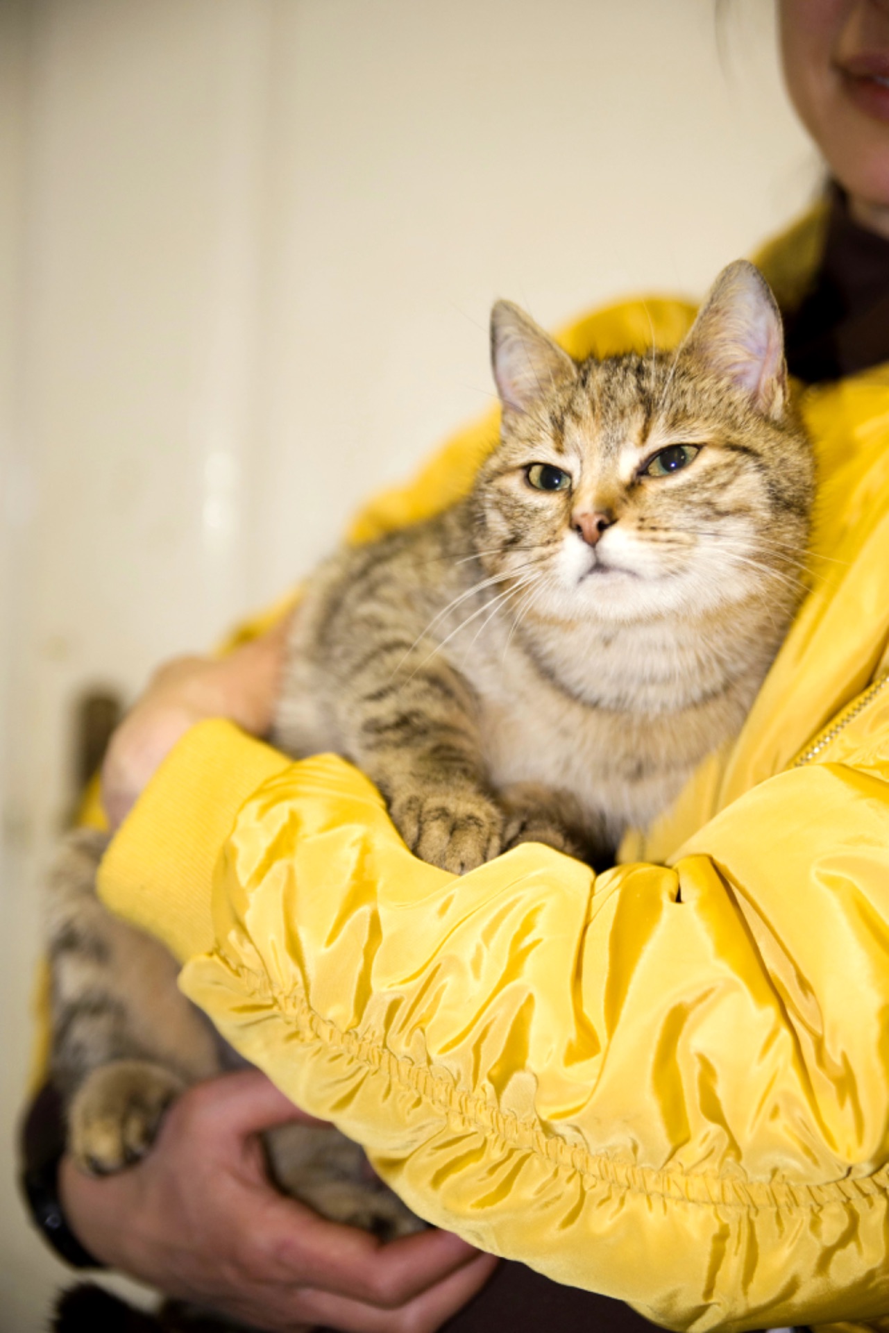 кошеня Сімочка