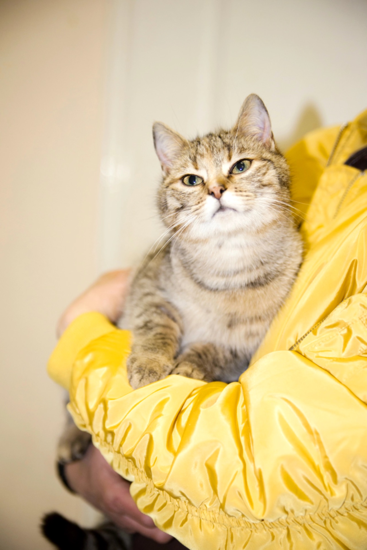 кошеня Сімочка