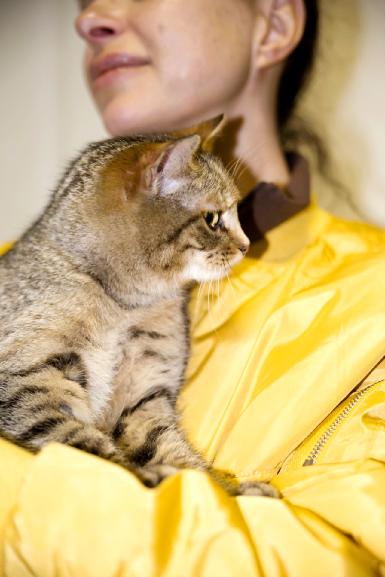 кошеня Сімочка