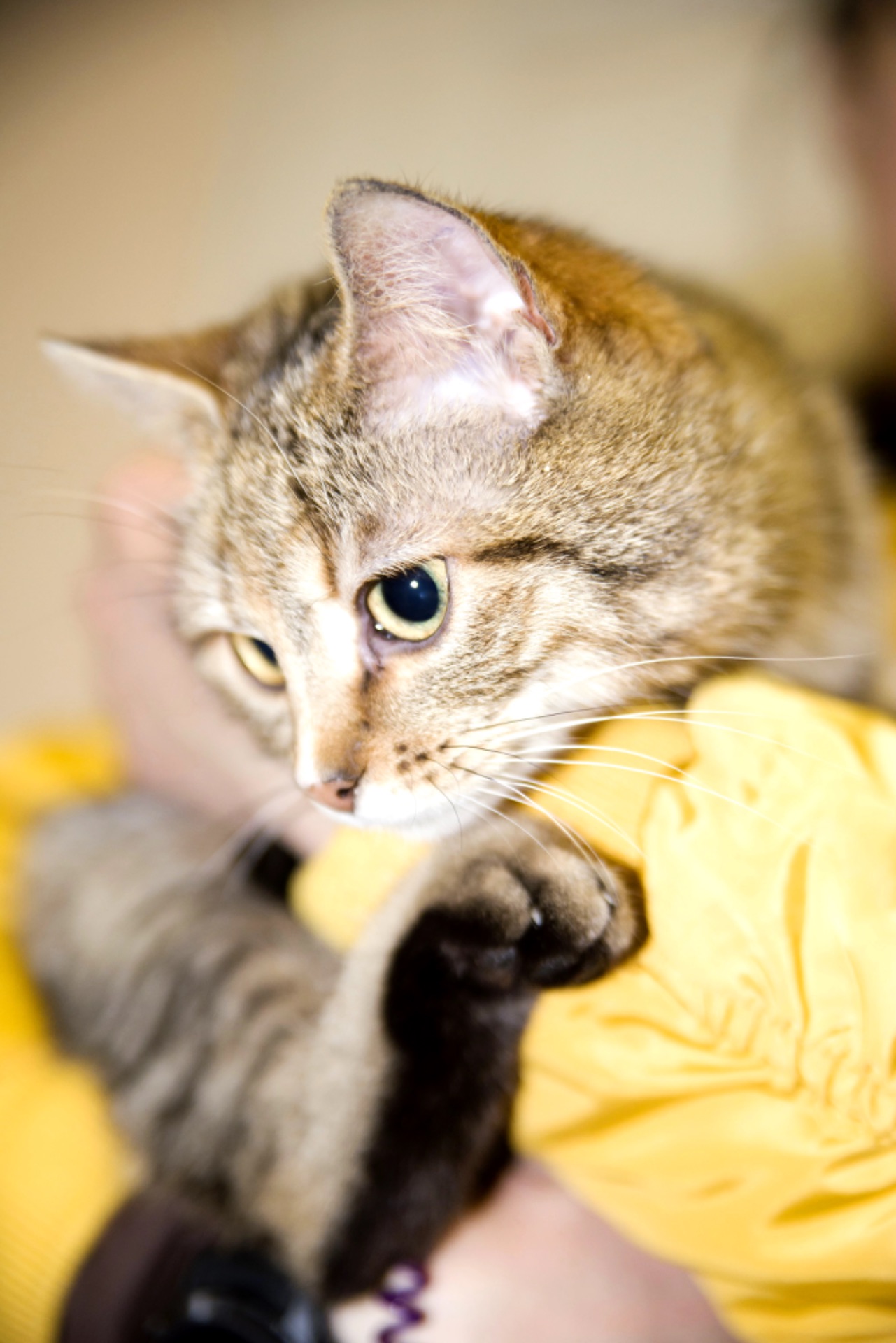 кошеня Сімочка