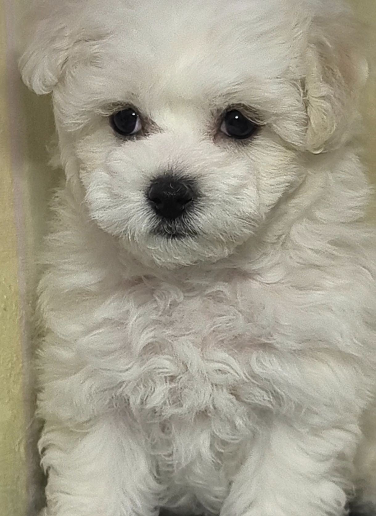 Бішон фрізе, КСУ дівчинка