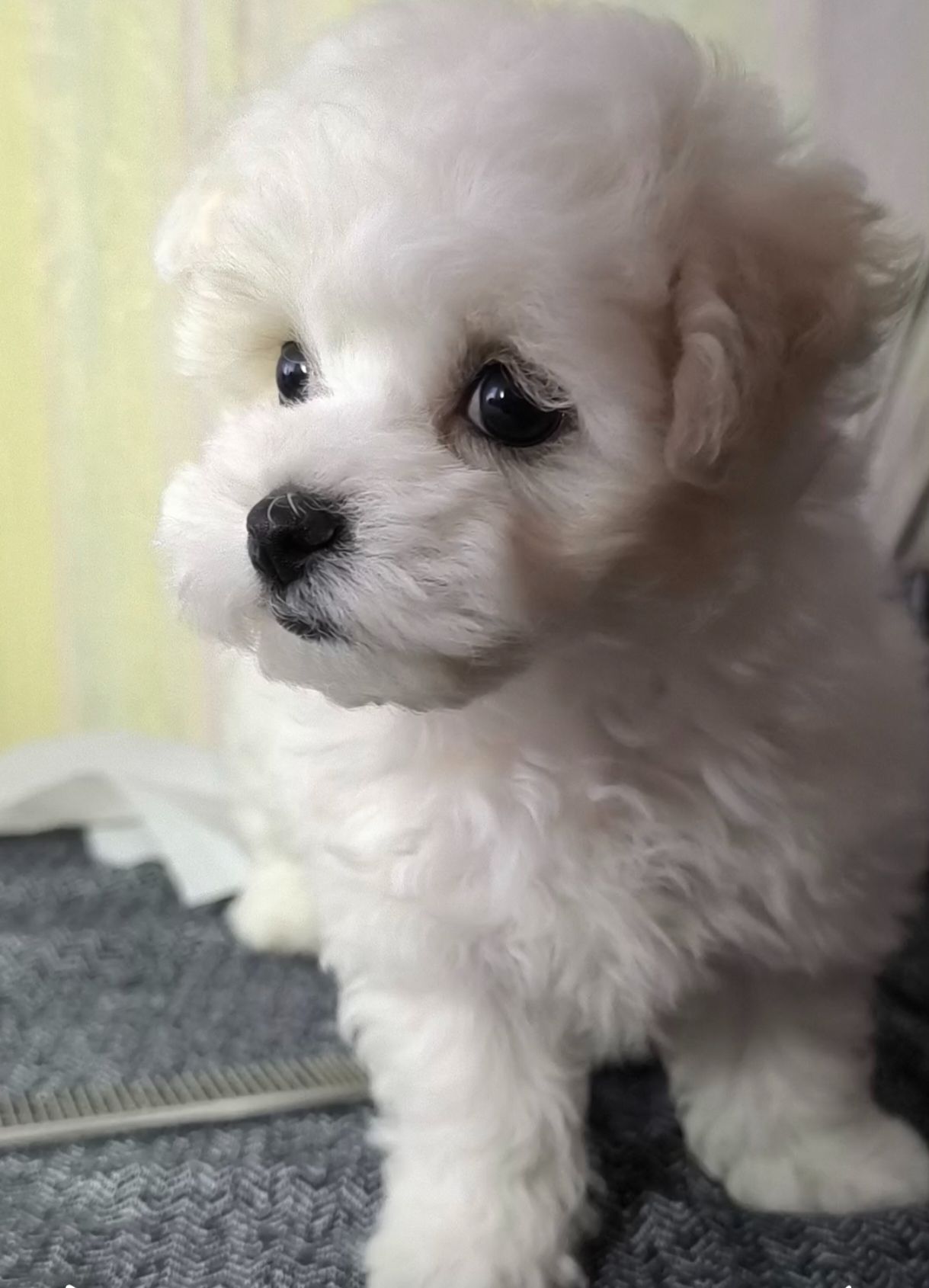 Бішон фрізе, КСУ дівчинка