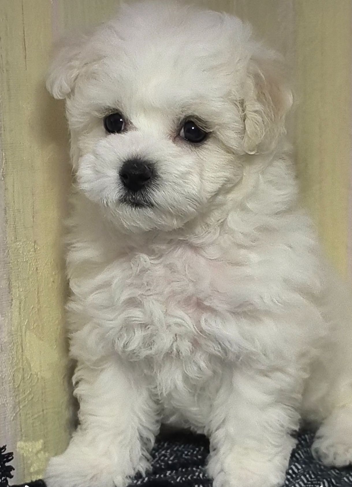 Бішон фрізе, КСУ дівчинка