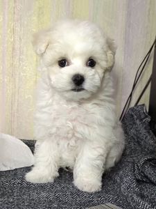 Бішон фрізе, КСУ дівчинка