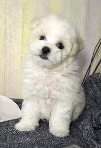 Бішон фрізе, КСУ дівчинка