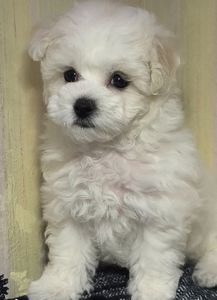 Бішон фрізе, КСУ дівчинка