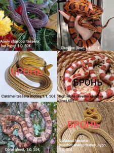 Маїсовий(маїсовий) полоз, малюки 2025 року, маїсовий полоз, маисовый полоз, маисик