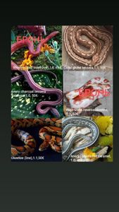 Маїсовий(маїсовий) полоз, малюки 2025 року, маїсовий полоз, маисовый полоз, маисик