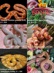 Маїсовий(маїсовий) полоз, малюки 2025 року, маїсовий полоз, маисовый полоз, маисик