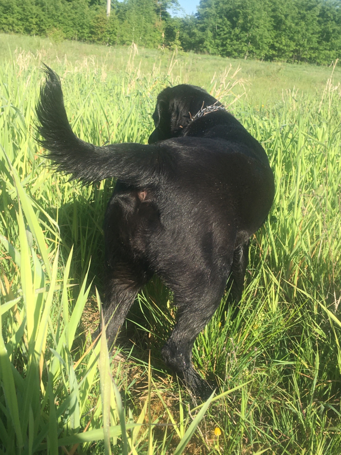 Цуценя, лабрадор-лайка