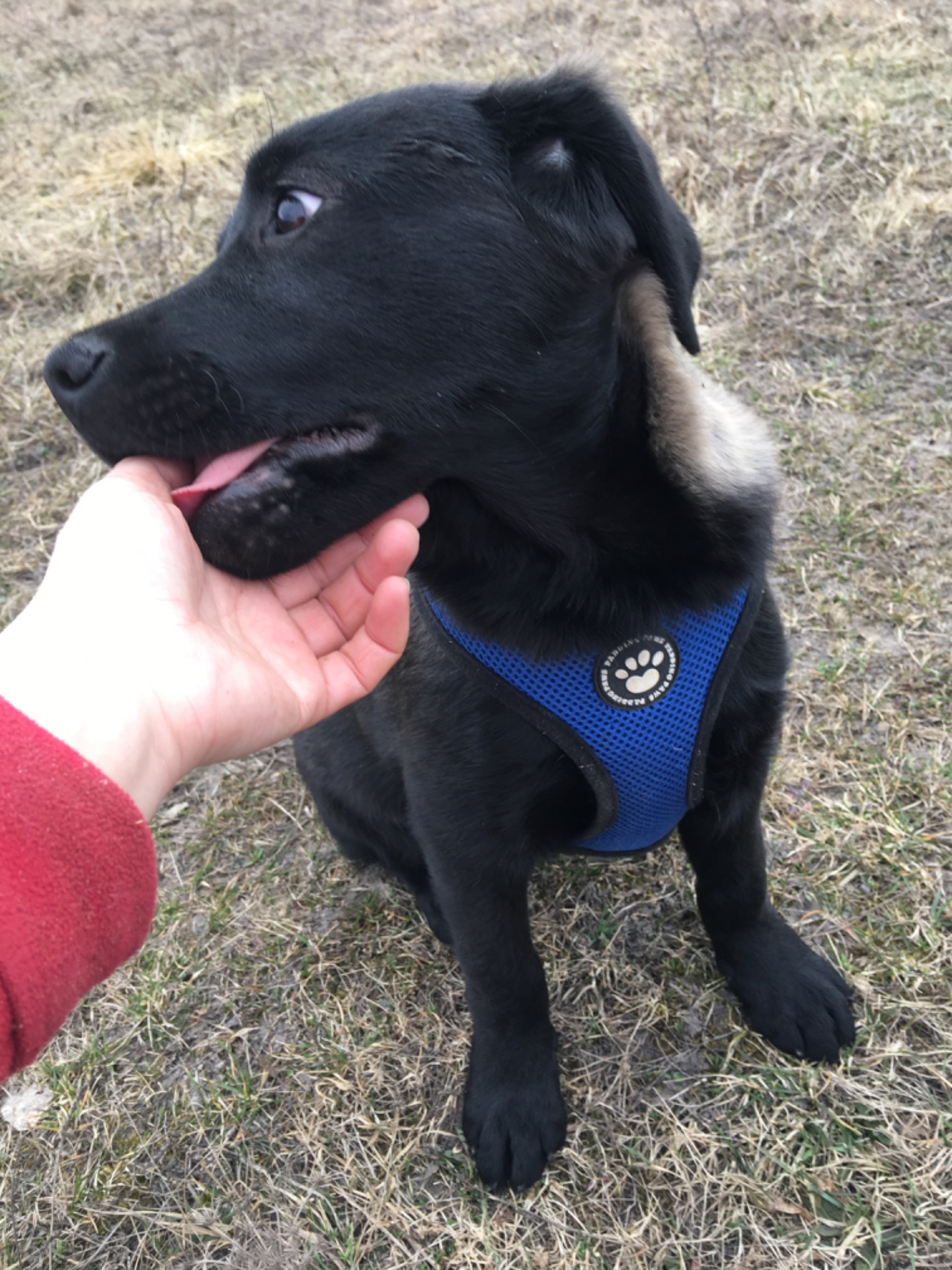 Цуценя, лабрадор-лайка