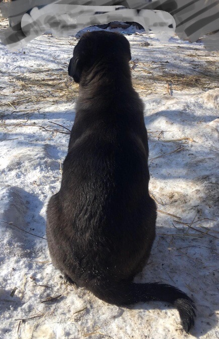 Цуценя, лабрадор-лайка