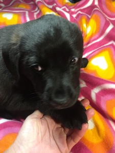 Цуценя, лабрадор-лайка