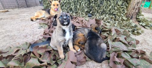 Німецька вівчарка з хаскі мікс