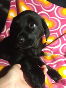 Цуценя, лабрадор-лайка