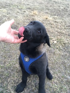 Цуценя, лабрадор-лайка