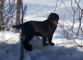 Цуценя, лабрадор-лайка
