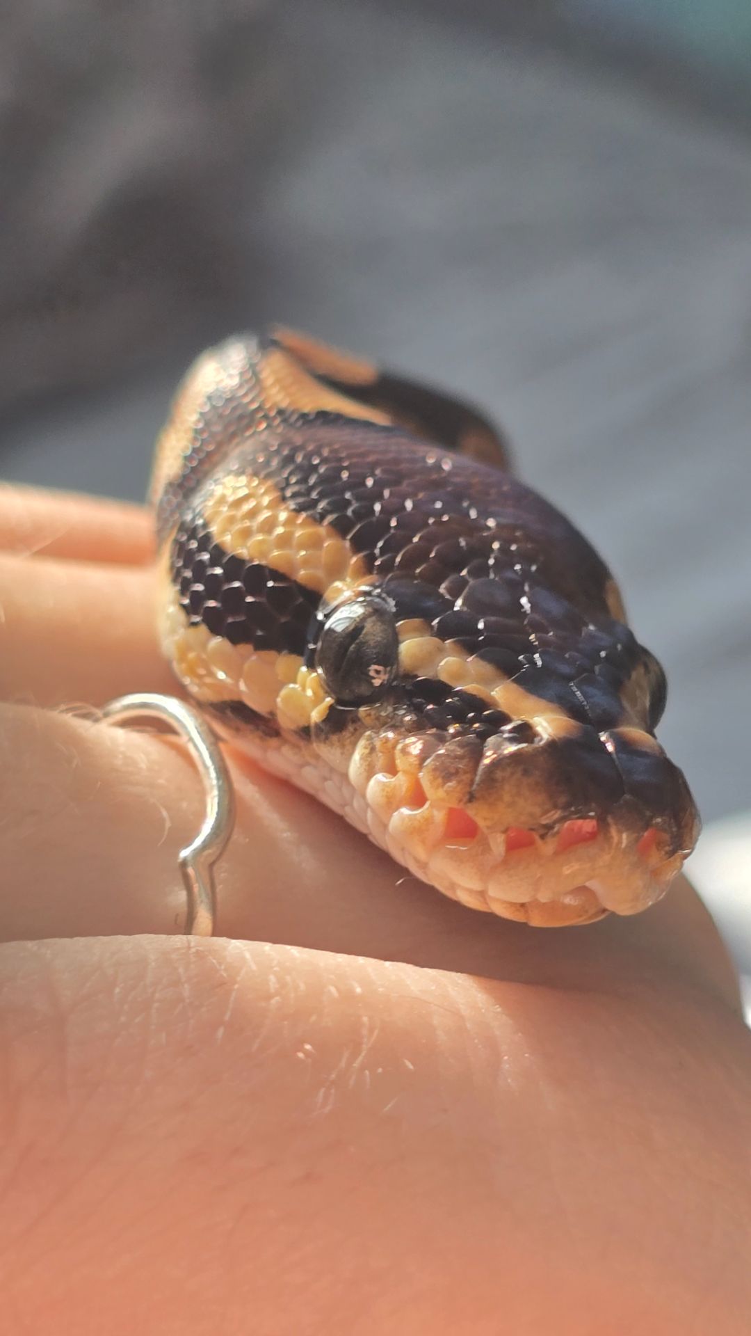 Продам Самку Королевского Питона