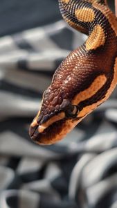 Продам Самку Королевского Питона