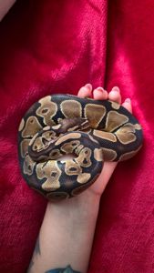 Продам Самку Королевского Питона