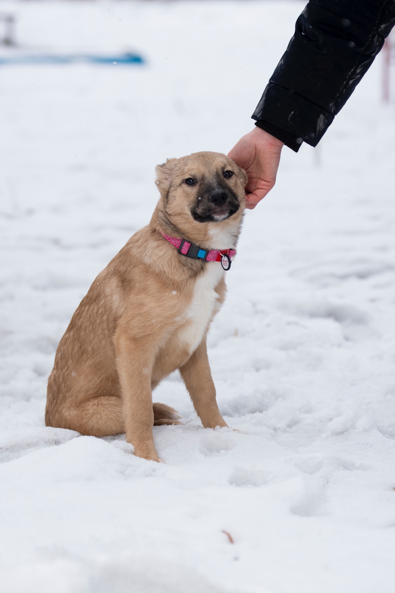 Дівчинка Джессі шукає свою сімʼю.