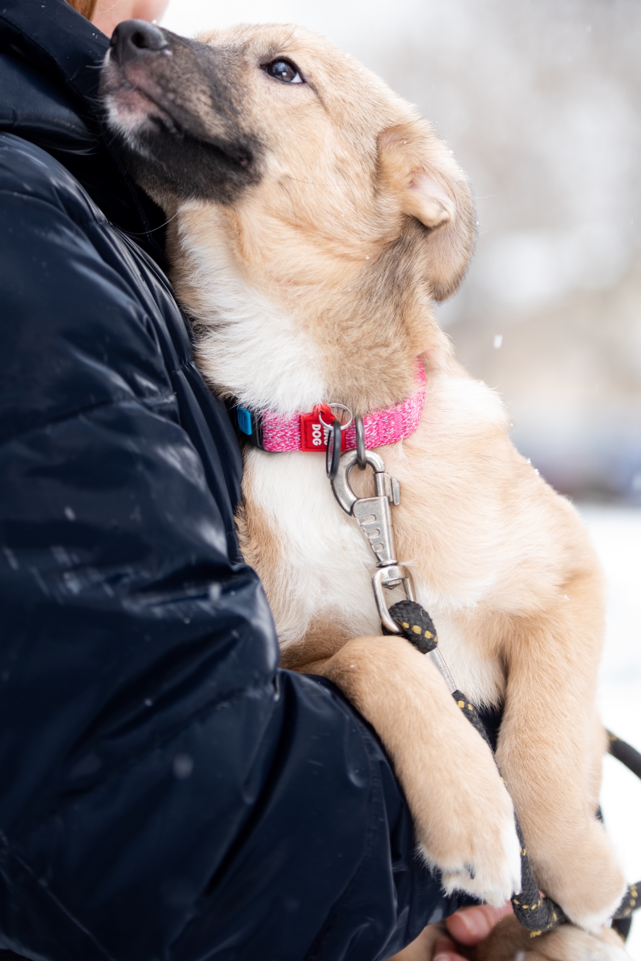 Дівчинка Джессі шукає свою сімʼю.