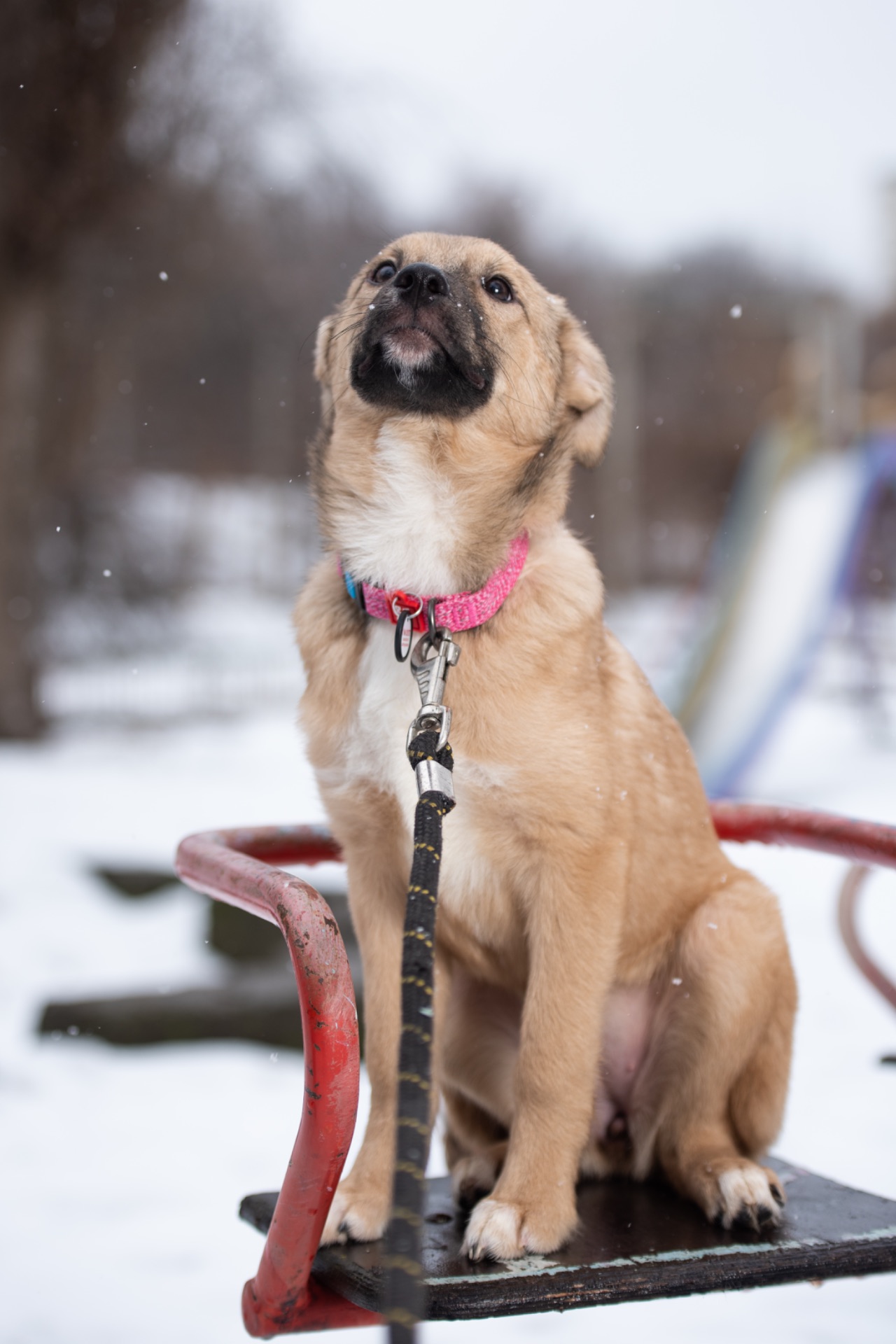 Дівчинка Джессі шукає свою сімʼю.