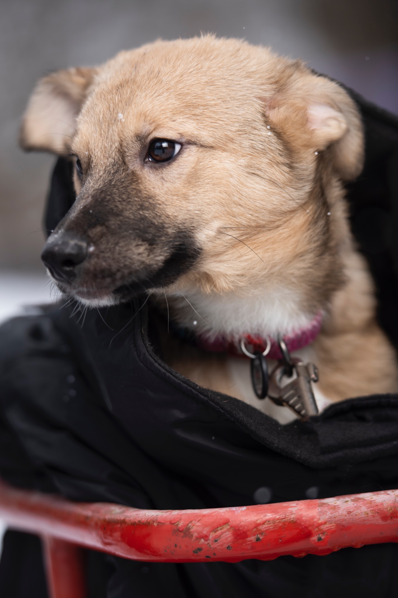 Дівчинка Джессі шукає свою сімʼю.