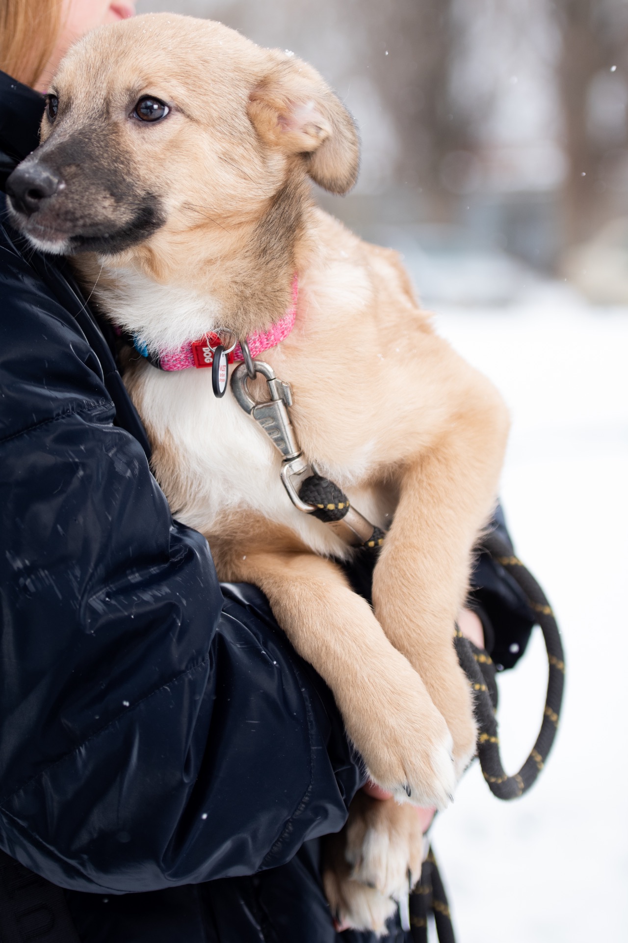 Дівчинка Джессі шукає свою сімʼю.