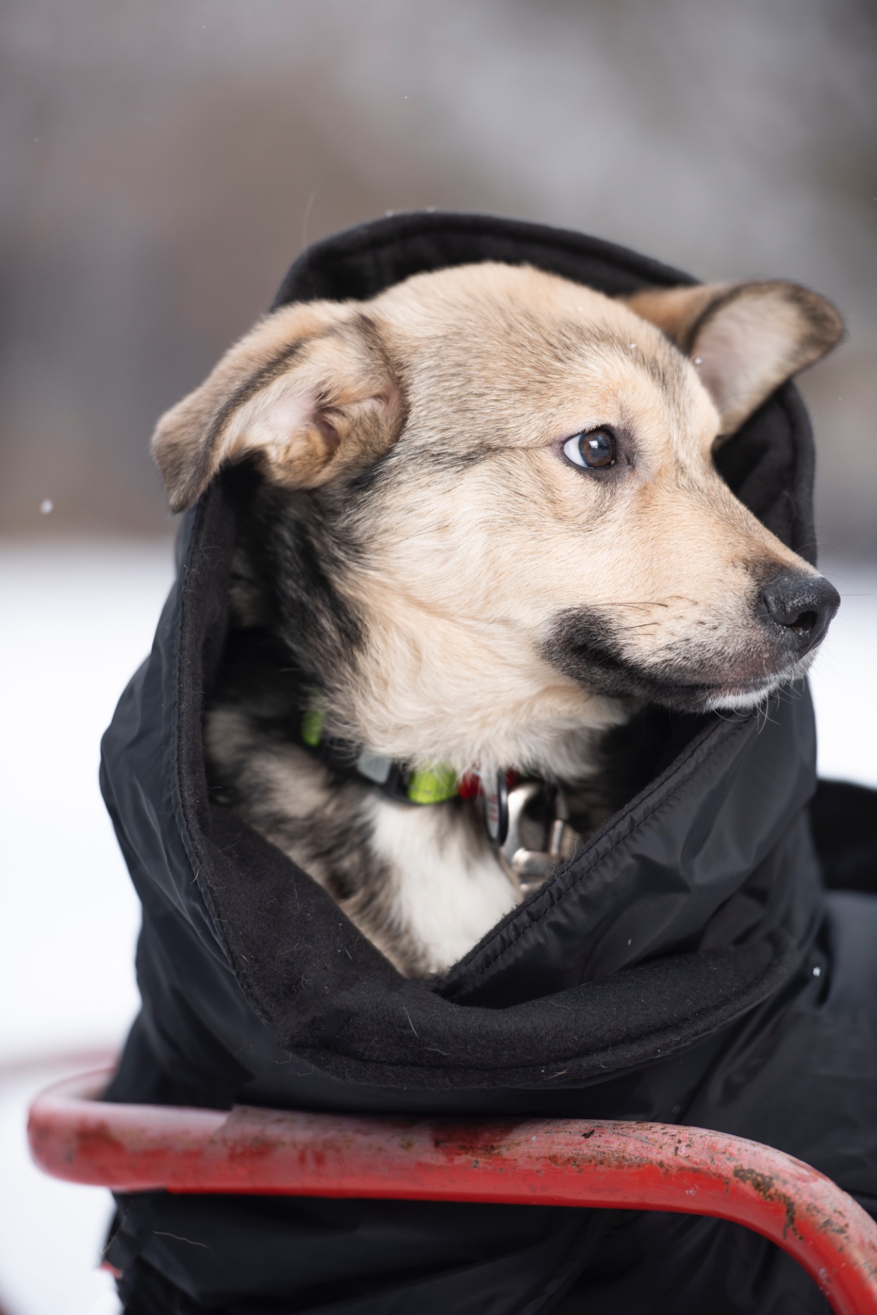 Хлопчик Джеймс шукає свою сімʼю