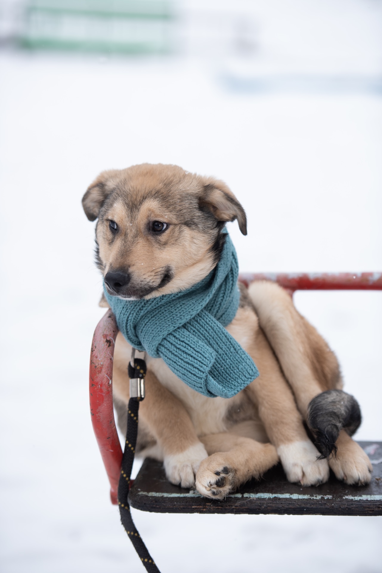 Хлопчик Джеймс шукає свою сімʼю