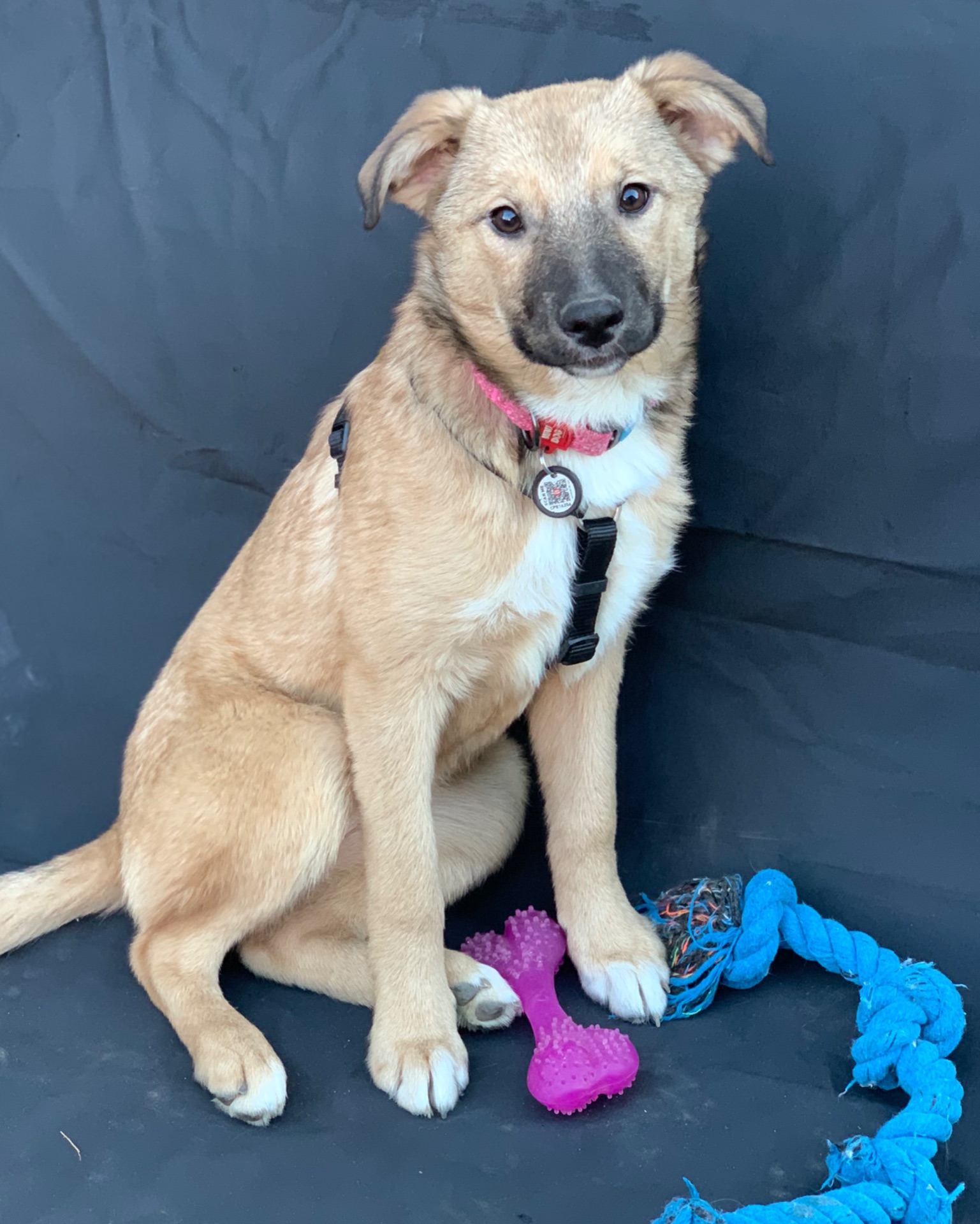 Дівчинка Джессі шукає свою сімʼю.