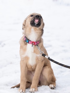 Дівчинка Джессі шукає свою сімʼю.