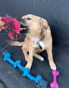 Дівчинка Джессі шукає свою сімʼю.