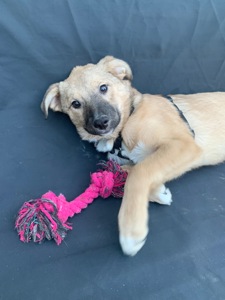 Дівчинка Джессі шукає свою сімʼю.