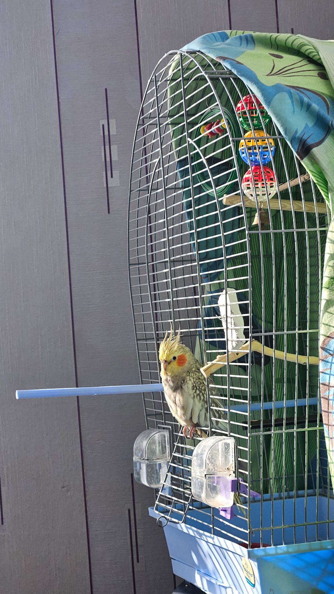 Продам папугу