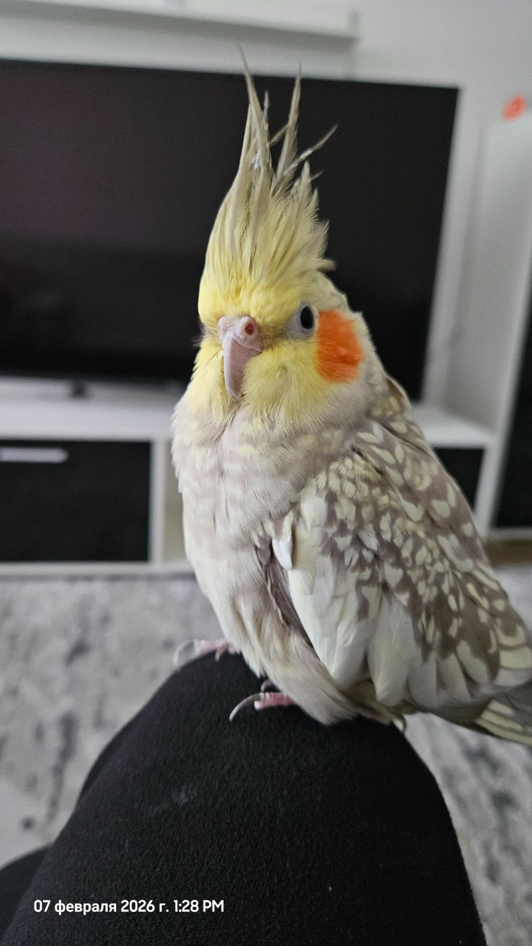 Продам папугу