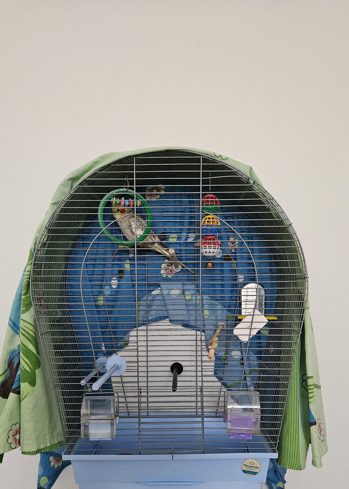 Продам папугу