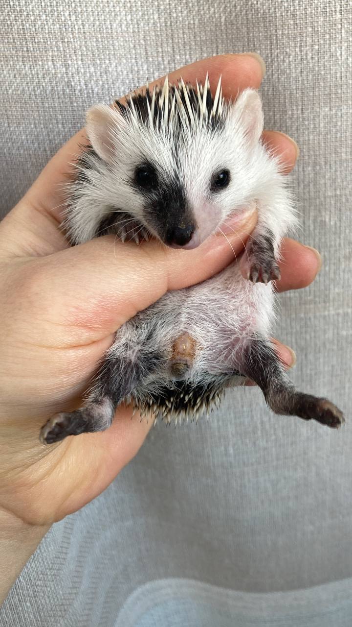 Африканський карликовий їжачок. Самичка