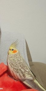 Продам папугу