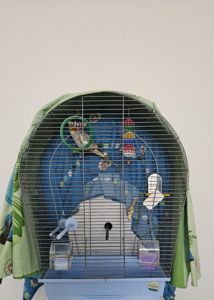 Продам папугу