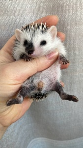 Африканський карликовий їжачок. Самичка