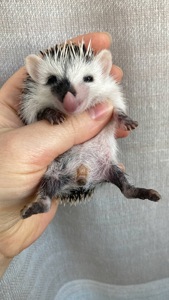 Африканський карликовий їжачок. Самичка