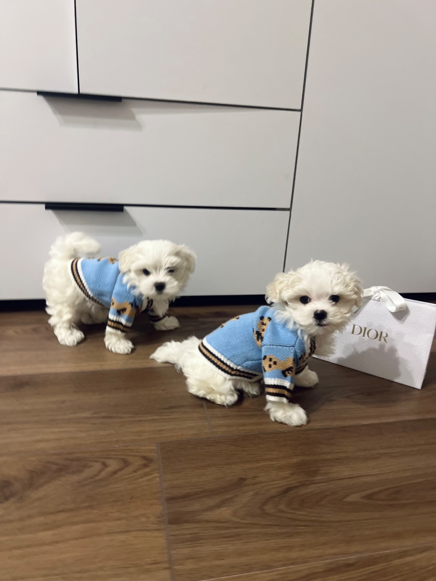 Мальтезе хлопчик