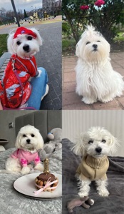 Мальтезе хлопчик